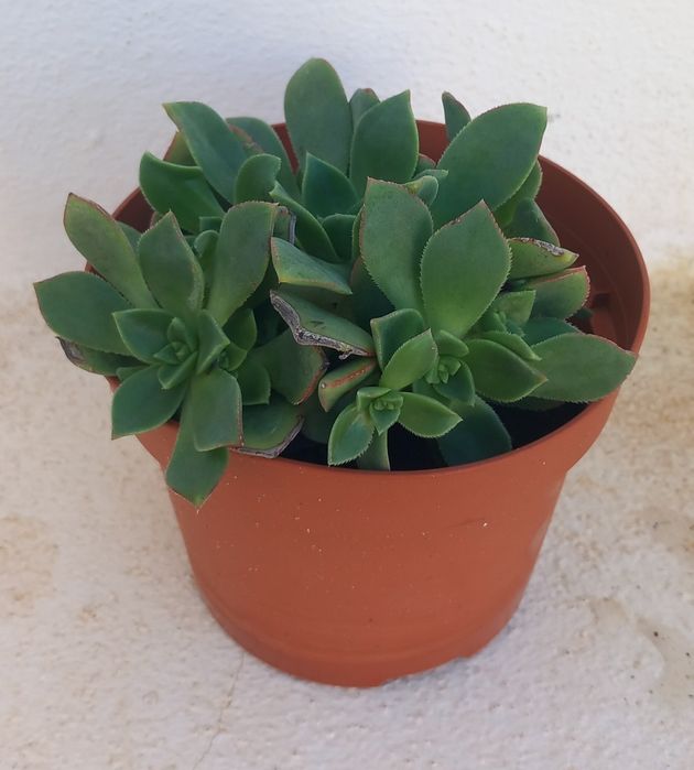 Vaso suculenta echeveria verde 2€