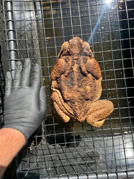 Największa! Ropucha Aga - Rhinella marina "giant Surinam"