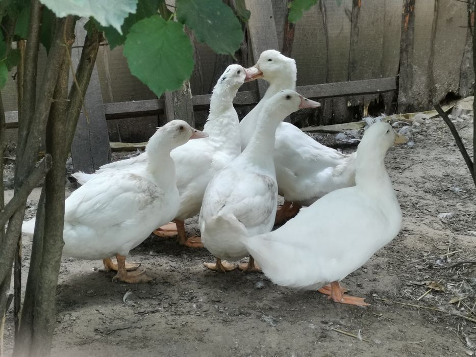 Sprzedam kaczki mulard