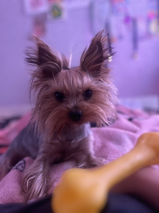 Йоркширський терьєр