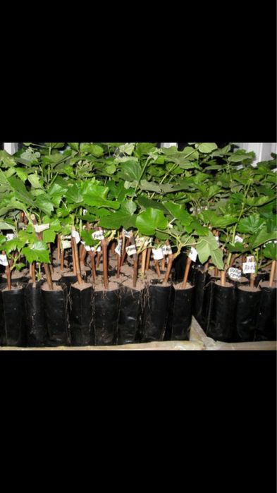 Однорічні саджанці винограду Сорт ізабелла