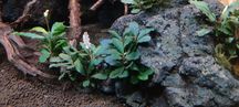 Bucephalandra 6 sztuk - piekny zestaw