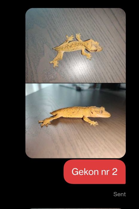 Gekon orzęsiony gekony orzęsione nsex małe