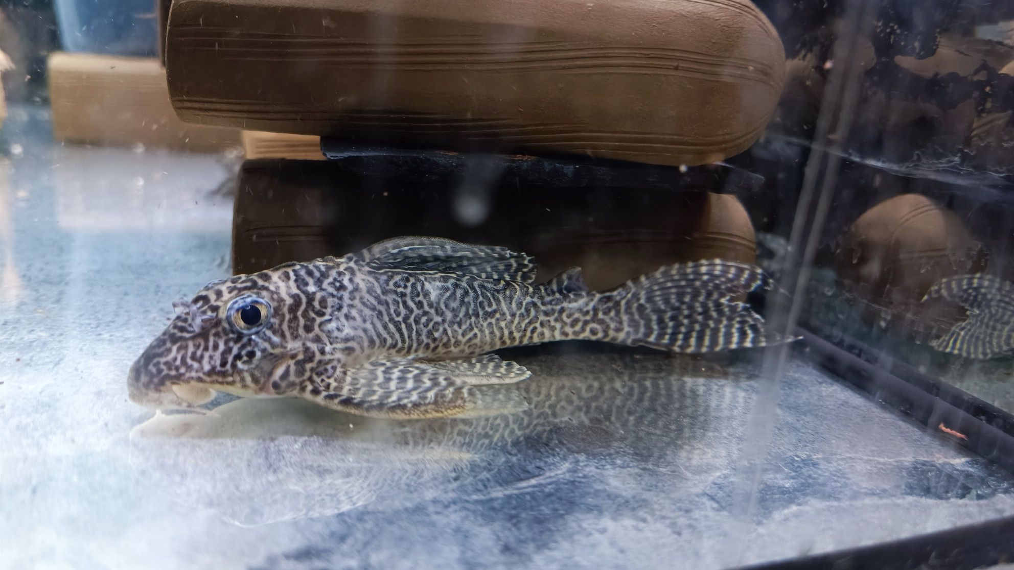 Hypancistrus L400 3-4 cm