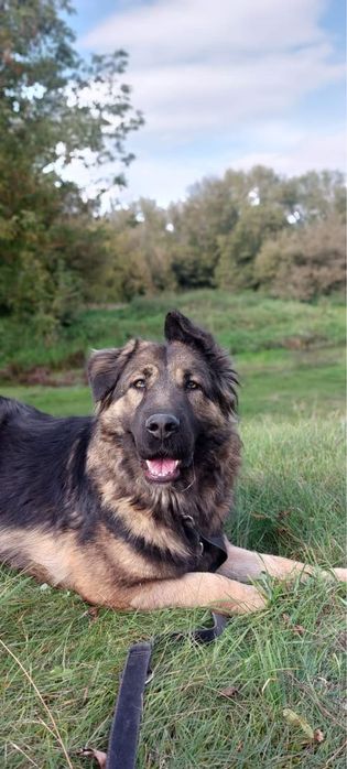 Greta – łagodna sunia w typie kaukaza szuka domu