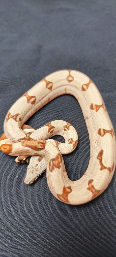 Węże zbożowe Hypo (Salmon) Jungle het Albino sharp