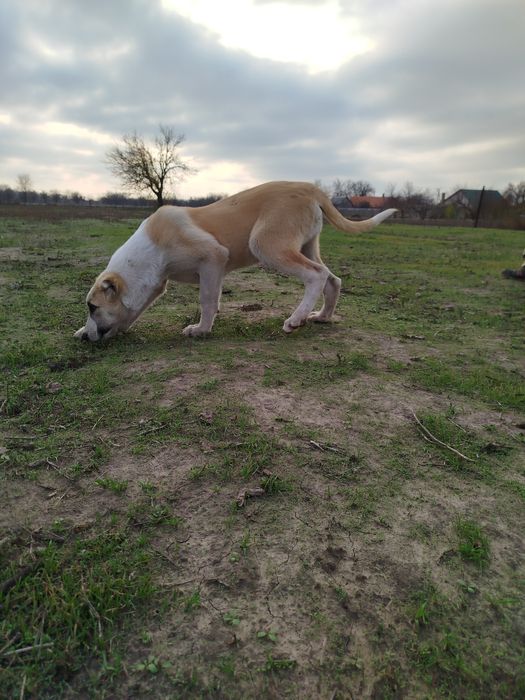 Продам щенка Алабая