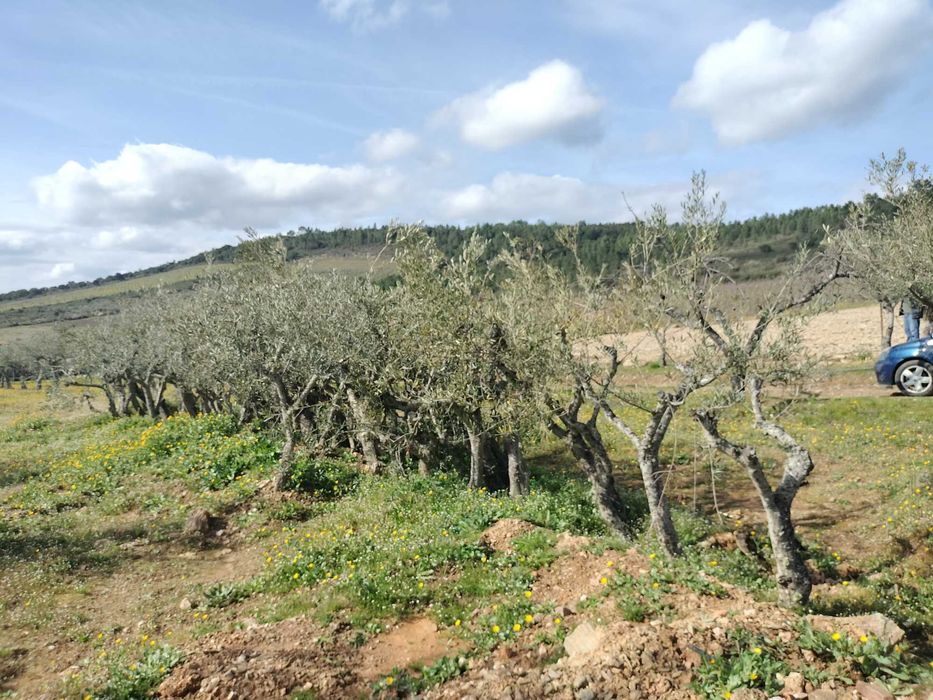 Oliveiras Negrinha de Freixo — Tesouros de 40 Anos por Apenas 45€!