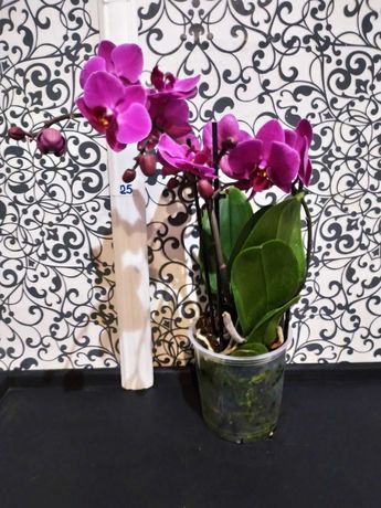 Продам домашние цветущие орхидеи цена за все
