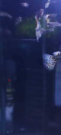 Blue Tiger King Cobra gupik