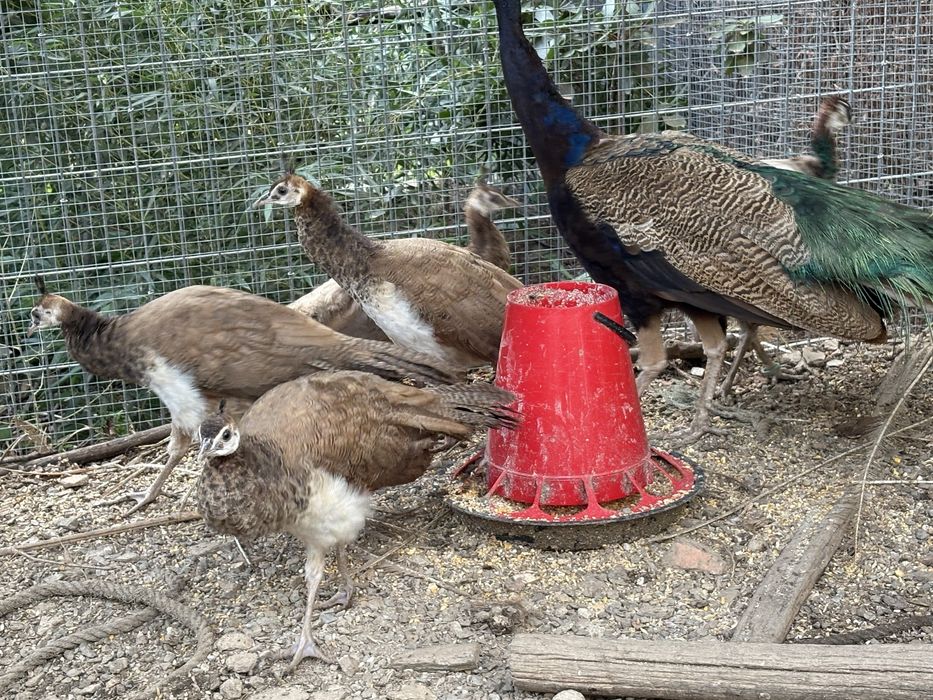 Pavões Púrpura Violetas