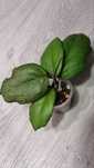 Hoya (хойя) Seed 002
