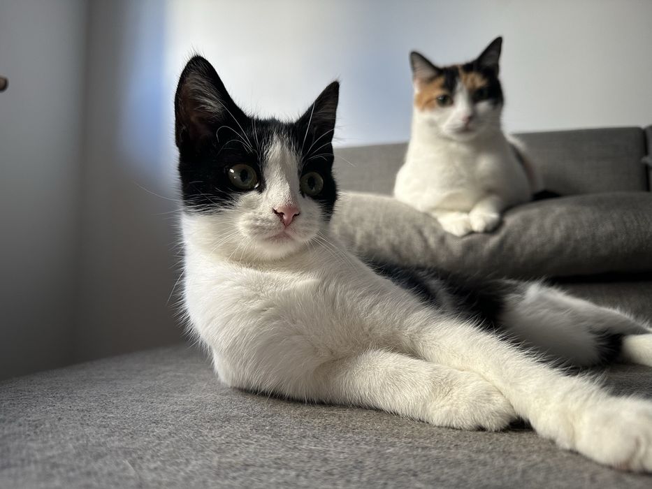 5 miesięczna kochana kotka Felicja szuka domu