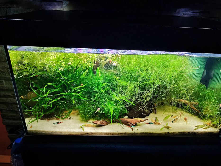 Rośliny do akwarium mix różnych