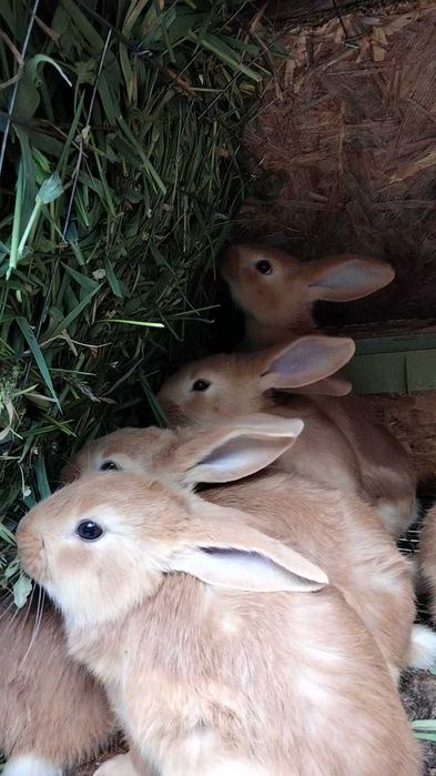 Кроленята бургундської породи на плем'я