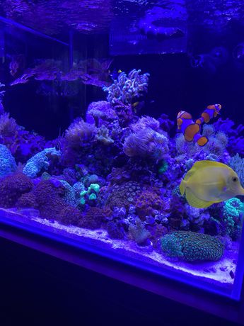 Koralowce akwarium morskie