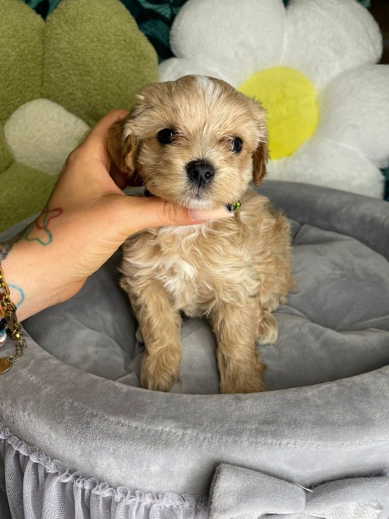 Śliczny piesek Maltipoo gotowy do odbioru