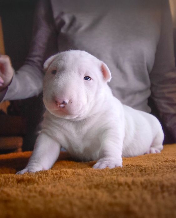 Bulterier Standard Samiec FCI