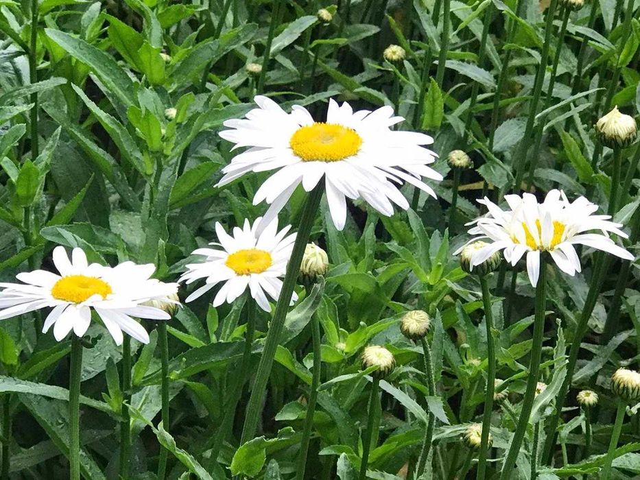 Продам рассаду  крупноцветной высокой ромашки