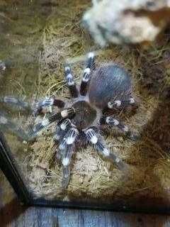 ptasznik nhandu chromatus (łacińska nazwa gatunku) samica