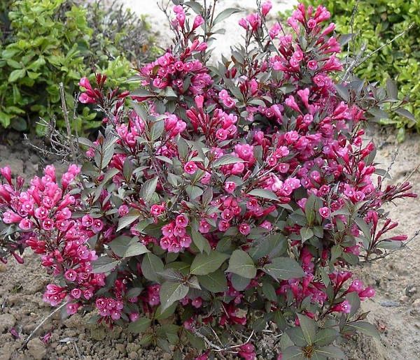 Кущі вейгели багаторічної