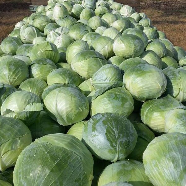 Продам капусту,моркву,картоплю,буряк,цибуля