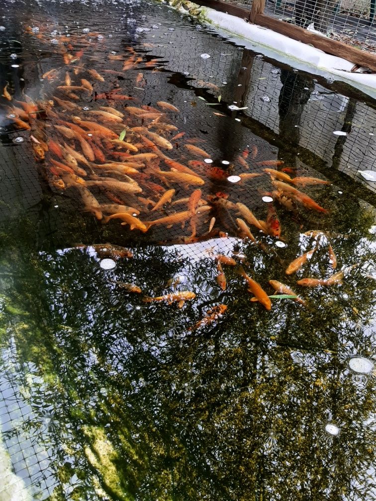 Carpas Koi venda