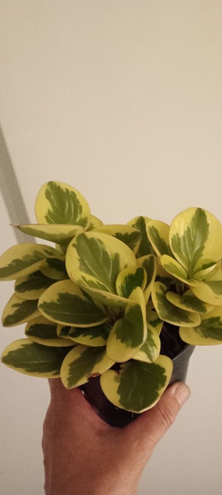 Cisus Peperomia trzykrotka