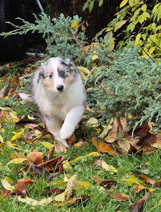Owczarek szkocki długowłosy Collie, szczeniak gotowy do odbioru