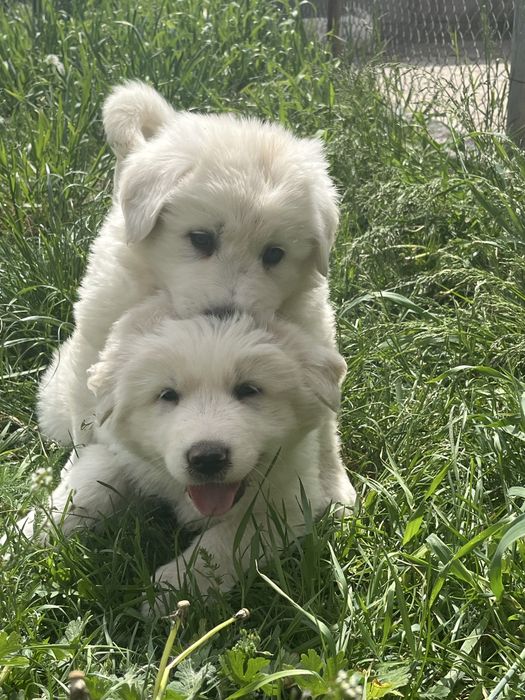 Owczarek Podhalański