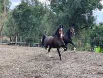 cavalos Kwpn parelha