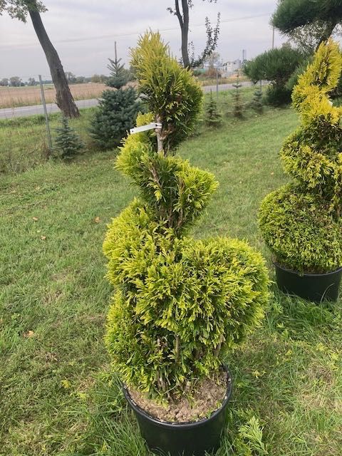 Spirala - żółta thuja