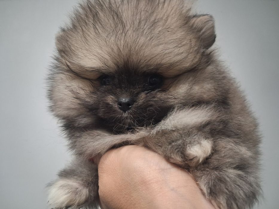 Szpic miniaturowy pomeranian malenki