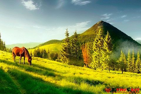 Земельна ділянка. Карпати (Волосянка)