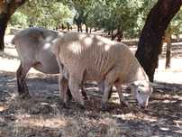 Borregos cruzados Ile de France x Merino