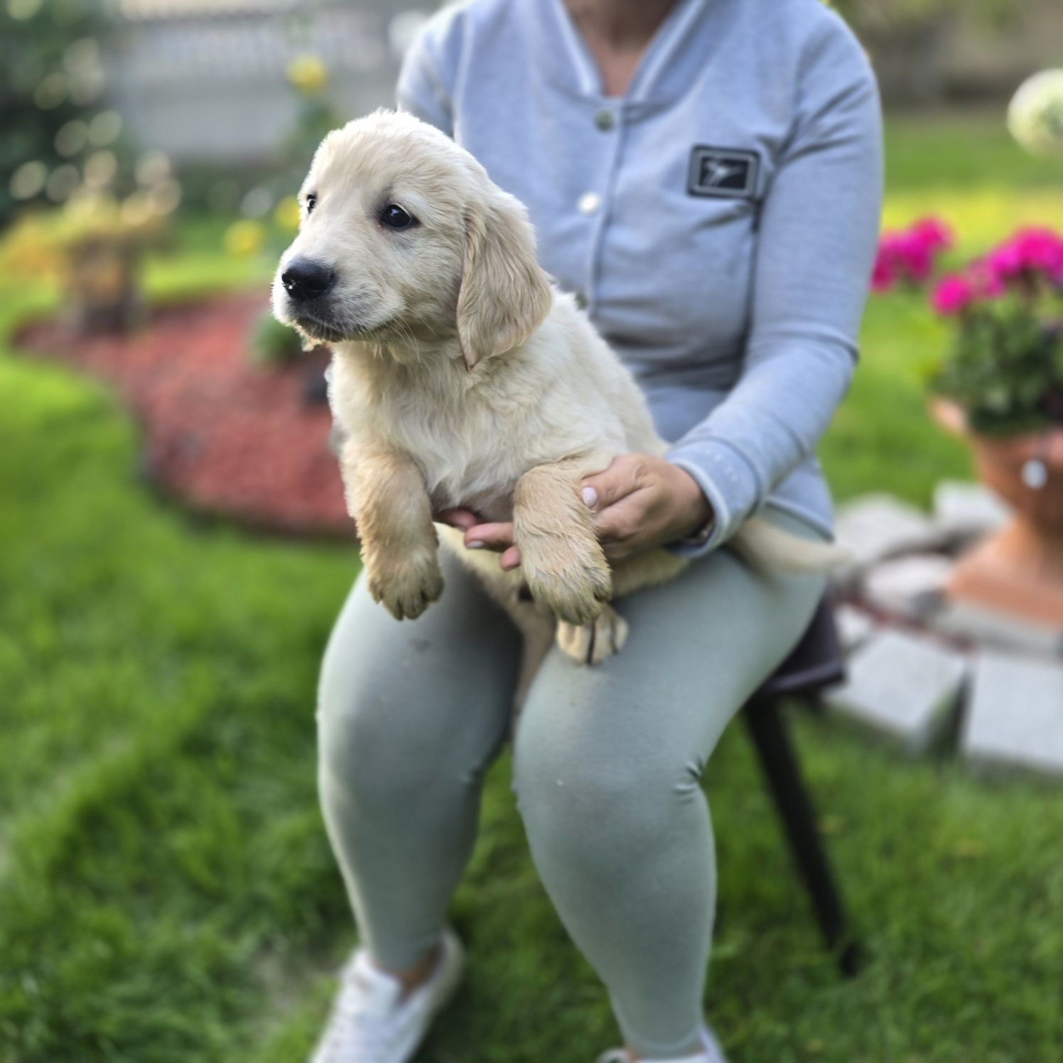 Golden retriever szczeniak