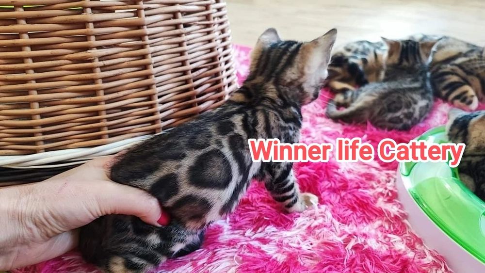 Бенгали шоу класу в улюбленці!