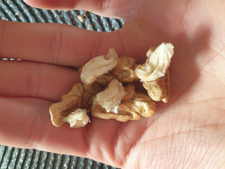 Orzechy włoskie wysyłka z 2025r