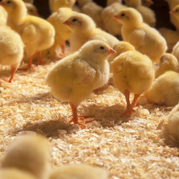 Ломан Браун Сенді несушка ДОБОВА Курчата Циплята Півники Півні Півень