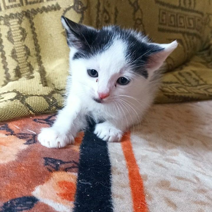 Отдам белого с черным котенка, мальчик,  1,5 месяца