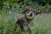 Piękny Wolf szuka domu