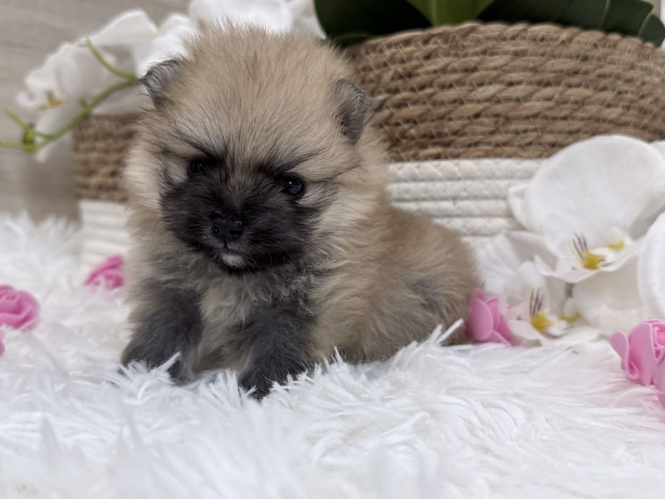 Szpic miniaturowy pomeranian, suczka, orange sable.