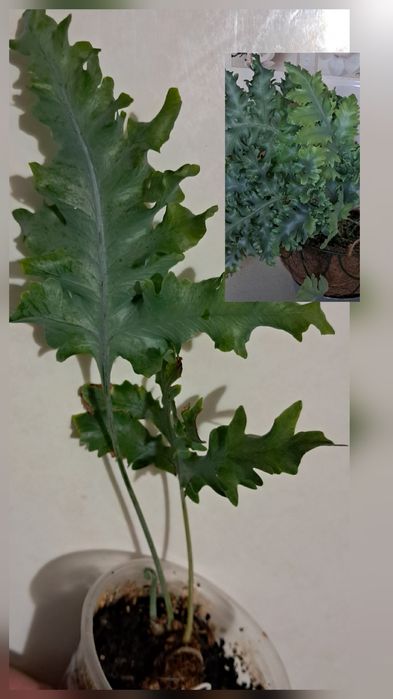 Пропоную кімнатні квіти