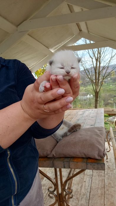 Котята Шотландські весловухі