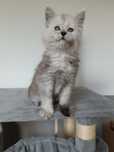 Maine Coon kotka ,,SREBRO,,