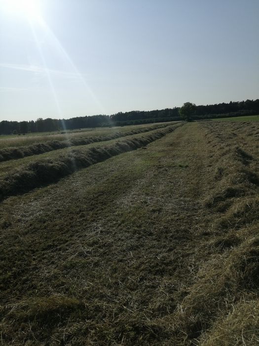 Siano pierwszy pokos