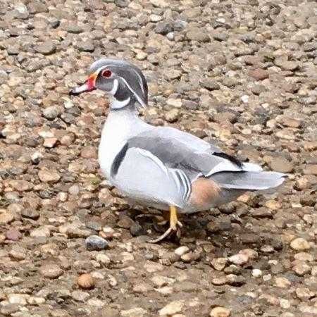 Patos varias raças