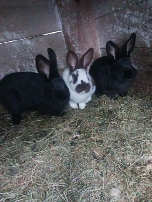 Młode króliki do chowu