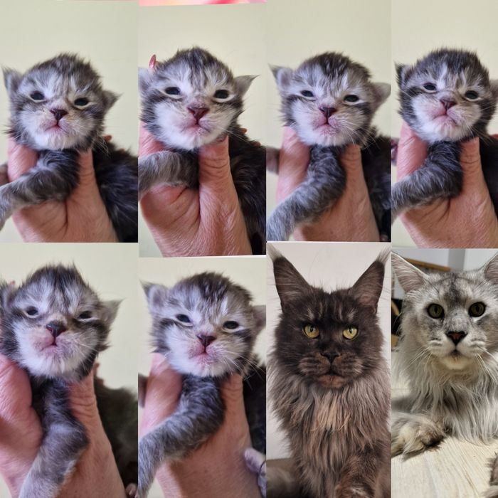 Maine coon kocięta kocurek kocur