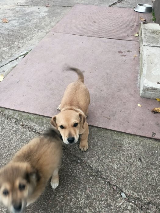 Маленькі цуценята від маленької мами